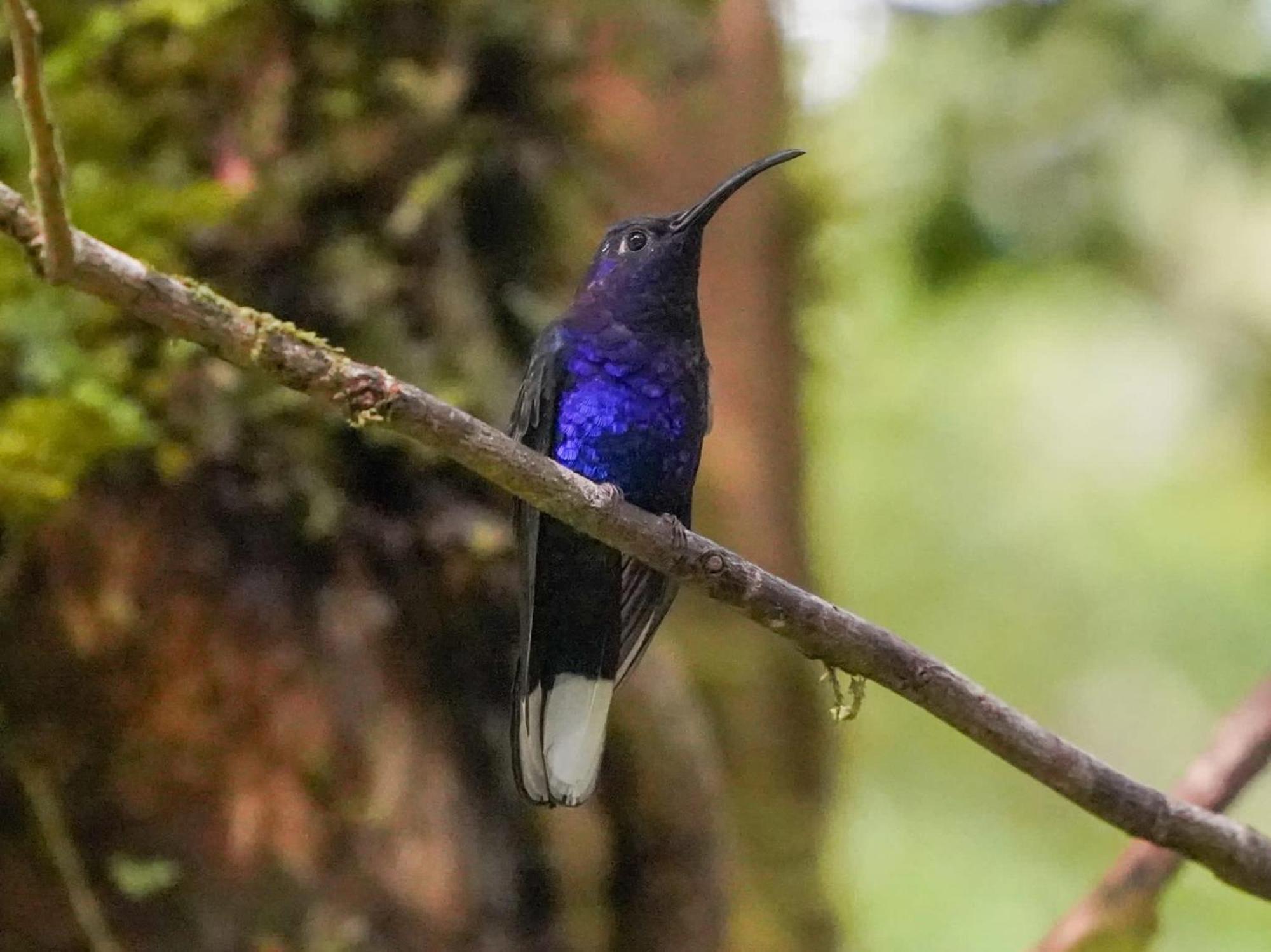 Campo Azul #2 - Monteverde Extérieur photo